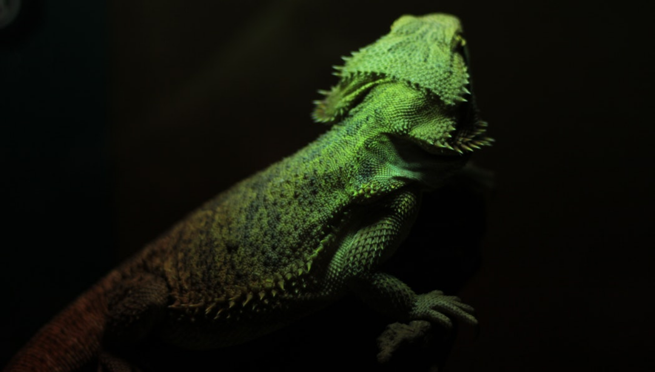 iguana-grande