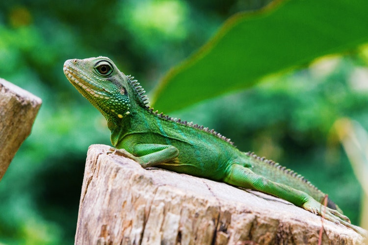 iguana